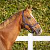 QHP veiligheids halster gevoerd blauw