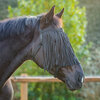 QHP weidehalster met vliegennet