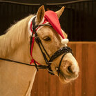 QHP Kerstmuts paard