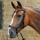 Harry&rsquo;s Horse Hoofdstel Anatomic Black Crystal