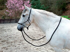 Norton Touwhalster met Teugels