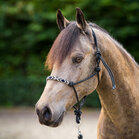 HV Polo Touwhalster Lamu