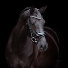 HV Polo hoofdstel Diana
