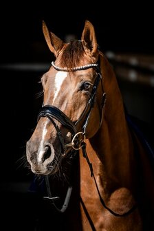 HB Showtime hoofdstel special Guy zwart