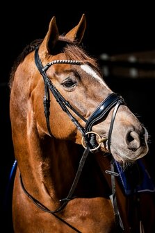 HB Showtime hoofdstel special Guy zwart