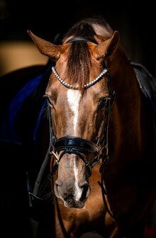 HB Showtime hoofdstel special Guy zwart