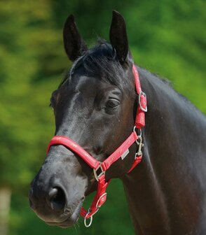 Waldhausen halster Little Horses rood