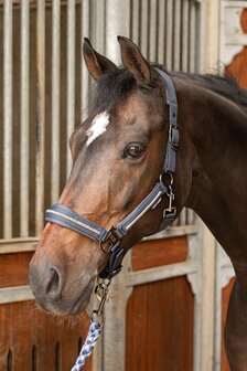 Harry&#039;s Horse halster set Valli asfalt