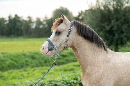 HKM halster Barnie lichtgroen/donkergroen
