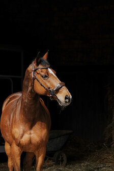 Norton Pro hackamore hoofdstel havanna
