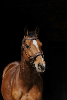 Norton Pro hackamore hoofdstel havanna