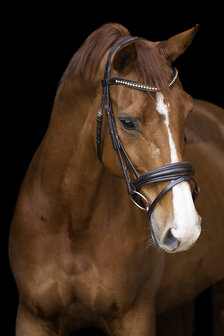 Imperial Riding Hoofdstel Fria