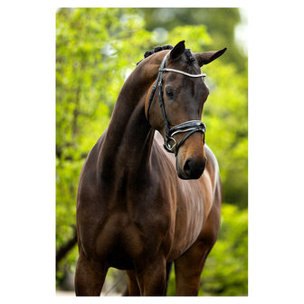 BR Hoofdstel Plymouth