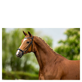 BR Hoofdstel Hereford