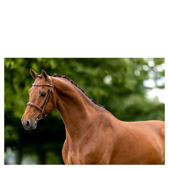 BR Hunter Hoofdstel Oxford