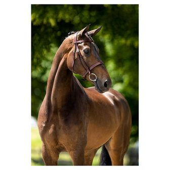 BR Hunter Hoofdstel Kempston