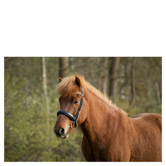 BR IJslander Hoofdstel Barnet