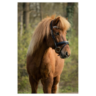 BR IJslander Hoofdstel Barnet