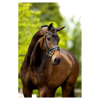 BR Hoofdstel Kingston