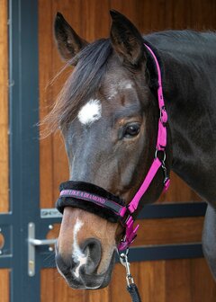 Harry&#039;s Horse halster Lyrics Quotes SHINE BRIGHT LIKE A DIAMOND fuchsia