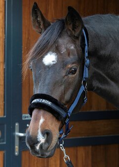 Harry&#039;s Horse halster Lyrics Quotes BORN 2 RIDE navy