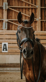 Norton Hoofdstel Diams