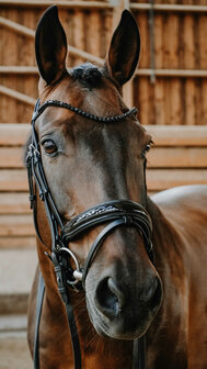 Norton Hoofdstel Royal