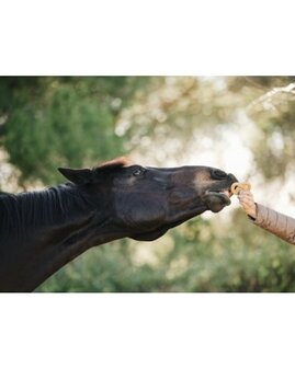 Candy Horse Snoepjes Kruidenpretzels