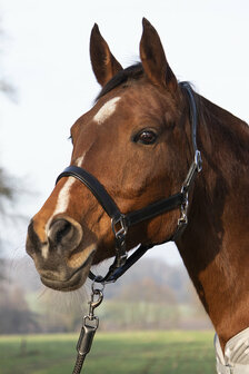 HKM Leren Halster Economic