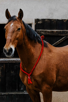 Norton Neckrope