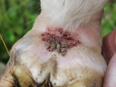 Animaderm Tea Tree Shampoo 500 ml