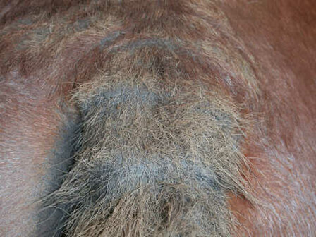 Animaderm Tea Tree Shampoo 500 ml