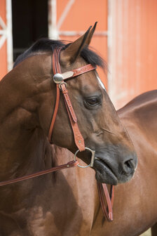 Randol's western hoofdstel Two Tone