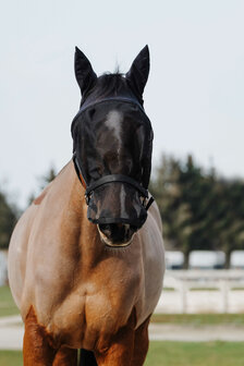 EquiTheme vliegenmasker halster