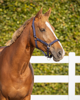 QHP veiligheids halster gevoerd blauw