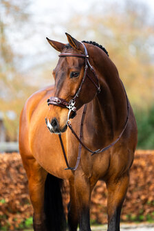 BR bitloos hackamore hoofdstel Thornbury
