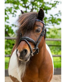 HB hoofdstel Showtime Petit Royal little sizes