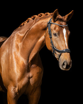 PresTeq Hoofdstel FaySport Glitter
