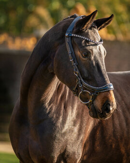 PresTeq Hoofdstel FaySport Glitter