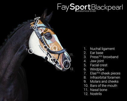 PresTeq hoofdstel FaySport Blackpearl