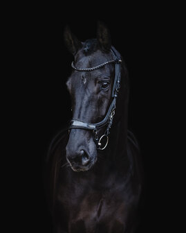 PresTeq hoofdstel FaySport Blackpearl