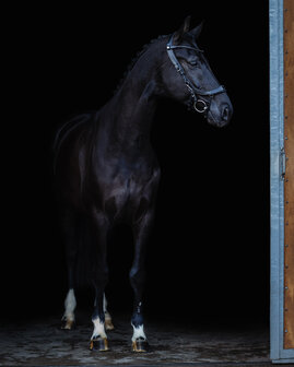 PresTeq hoofdstel FaySport Blackpearl
