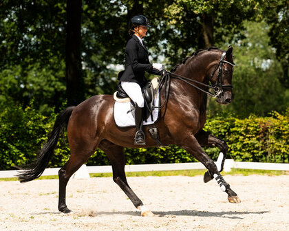 PresTeq hoofdstel stang &amp; trens FayPerform Shine