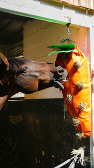 HippoTonic slowfeeder Wortel