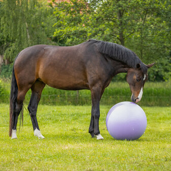 QHP paardenvoetbal two-tone