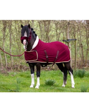 HB Showtime showdeken Dutch Crown little sizes burgundy
