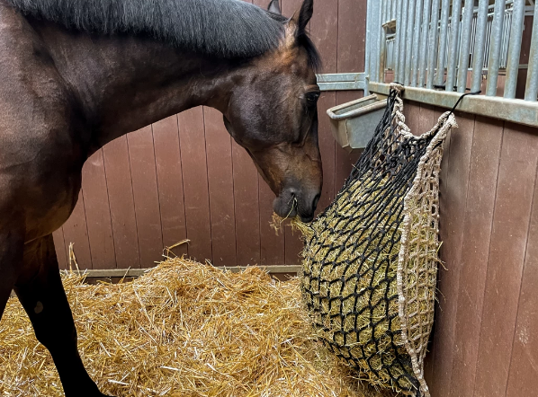 Excellent Slowfeeder