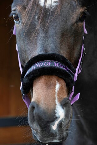 Harry's Horse halster Lyrics Quotes IT'S A KIND OF MAGIC lila
