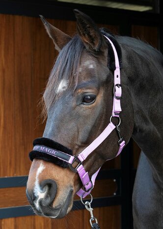 Harry's Horse halster Lyrics Quotes IT'S A KIND OF MAGIC lila