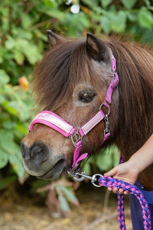 Harry's Horse halsterset Diva Violet cyclamen
